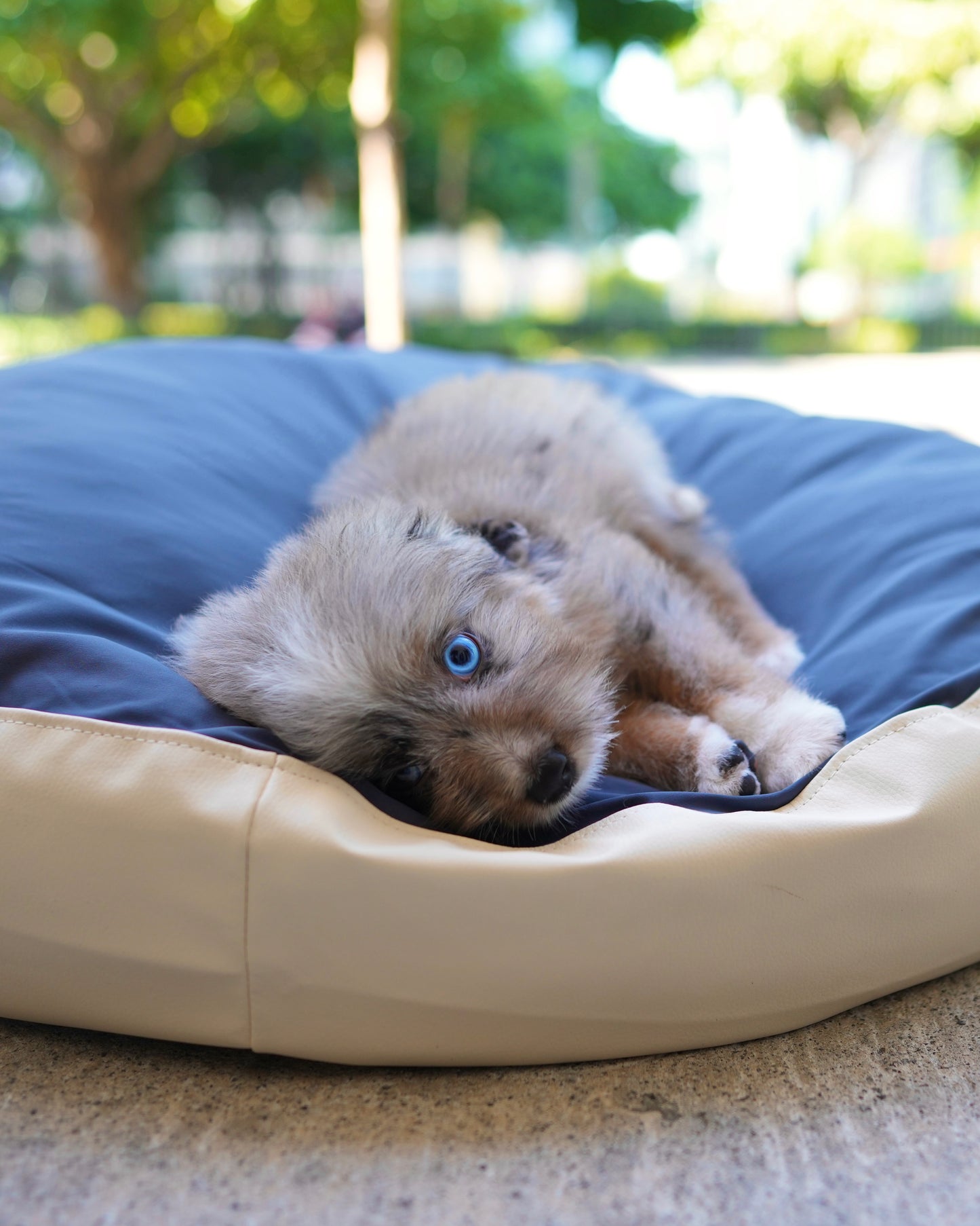 Dindy - Aussiedoodle (Blue Merle)