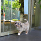 Dindy - Aussiedoodle (Blue Merle)