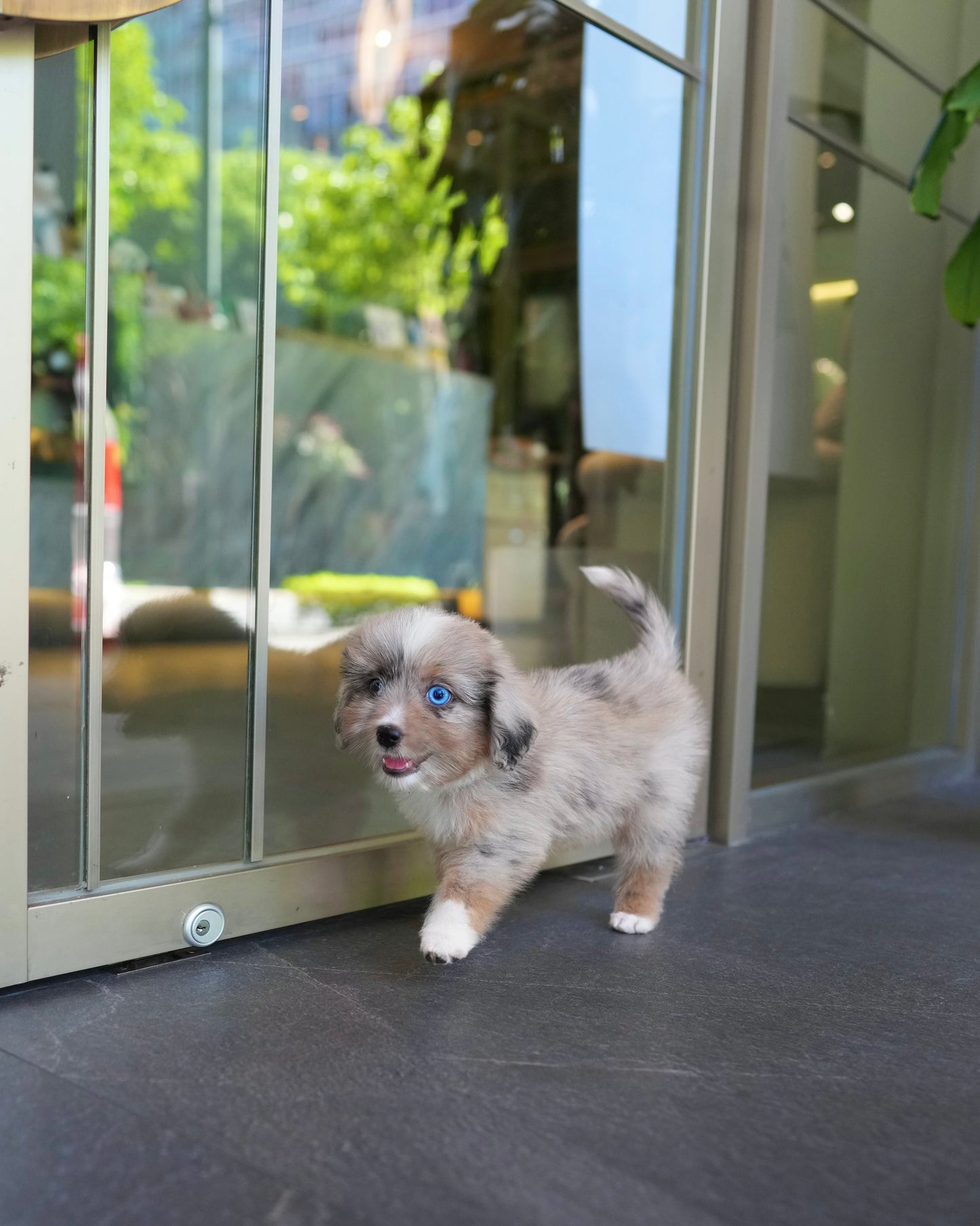 Dindy - Aussiedoodle (Blue Merle)