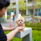 Roxie - Maltipoo (Brown & White)