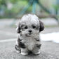 Cyrus - Maltipoo (Blue Merle)