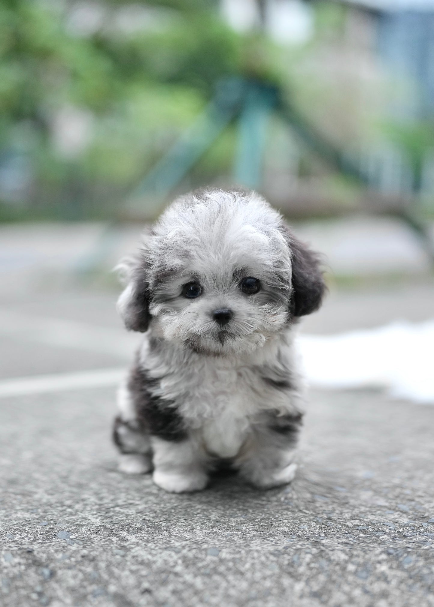 Cyrus - Maltipoo (Blue Merle)