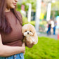 Roxie - Maltipoo (Brown & White)