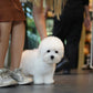 Carlo - Coton de Tulear (White)