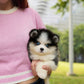 Phoebe - Mini Pomsky (Black & White)