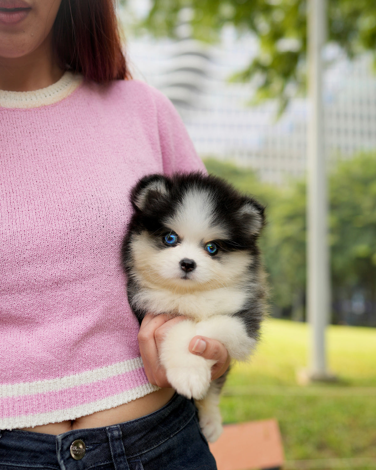 Phoebe - Mini Pomsky (Black & White)