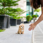 Roxie - Maltipoo (Brown & White)