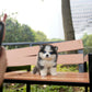 Phoebe - Mini Pomsky (Black & White)