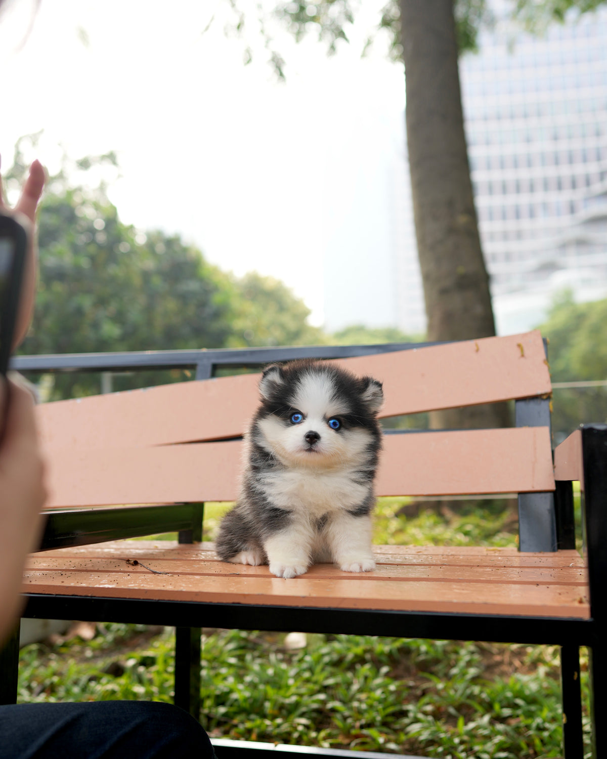 Phoebe - Mini Pomsky (Black & White)