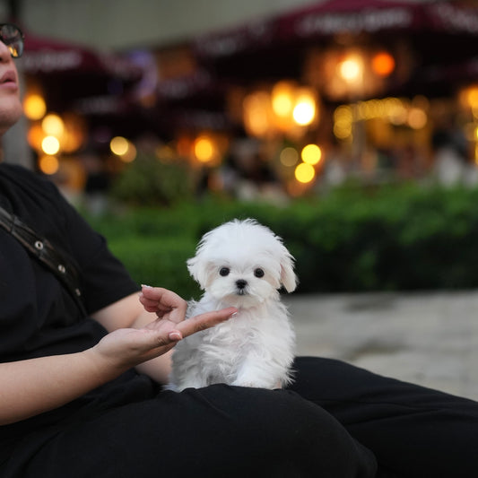 Princess - Maltese (White)