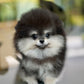Astro - Pomeranian (Black Tan)