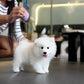 Bry - Samoyed (White)