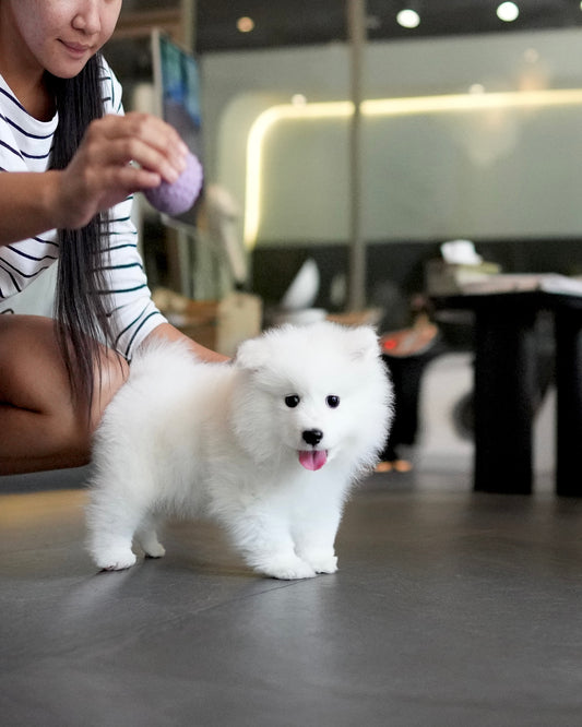 Bry - Samoyed (White)