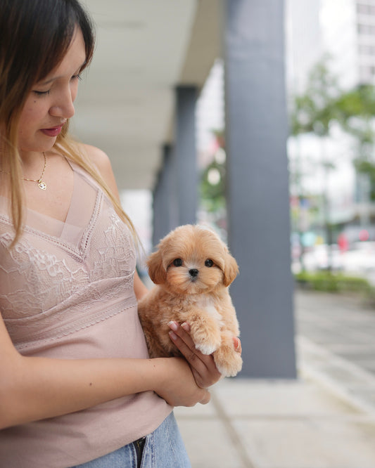 Nancy - Maltipoo (Brown & White)
