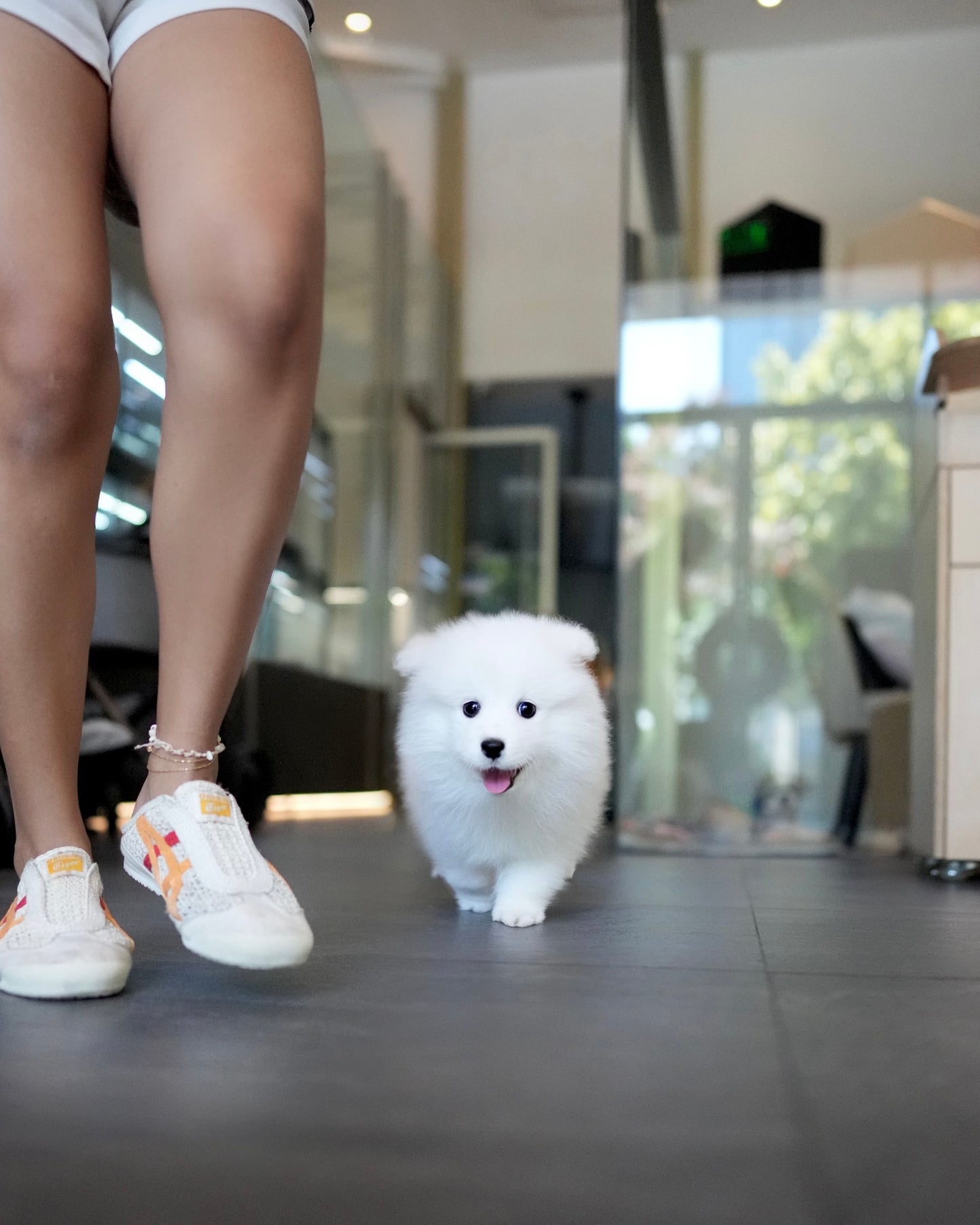 Bry - Samoyed (White)
