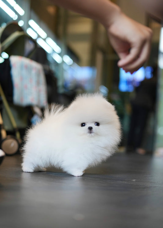 Puffy - Pomeranian (White)