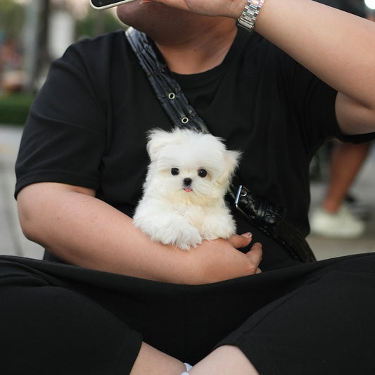 Fido - Maltese (White)