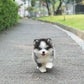 Phoebe - Mini Pomsky (Black & White)