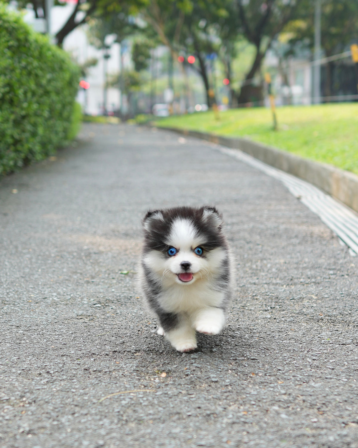 Phoebe - Mini Pomsky (Black & White)