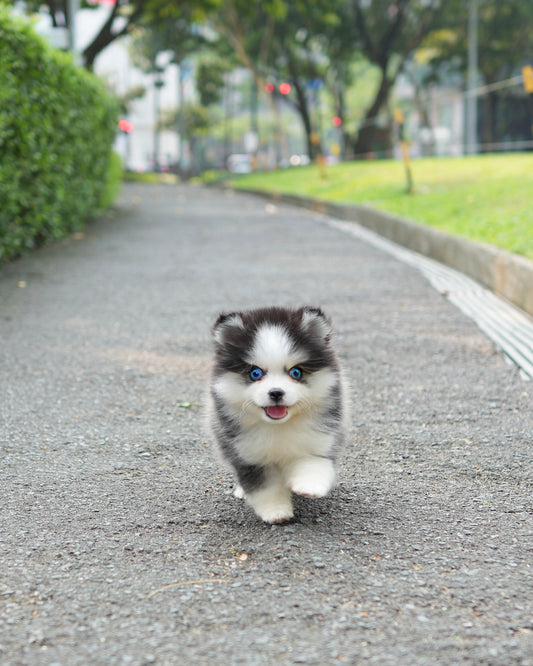 Phoebe - Mini Pomsky (Black & White)