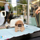 Miggy - Long Coat Pekingese (Sable)