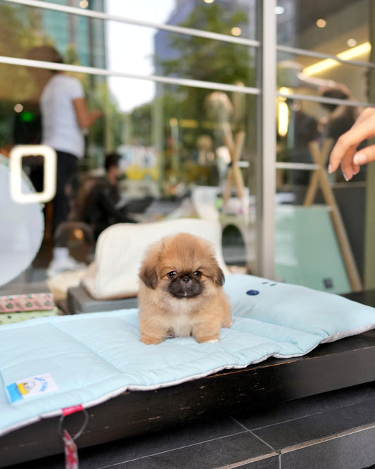 Miggy - Long Coat Pekingese (Sable)