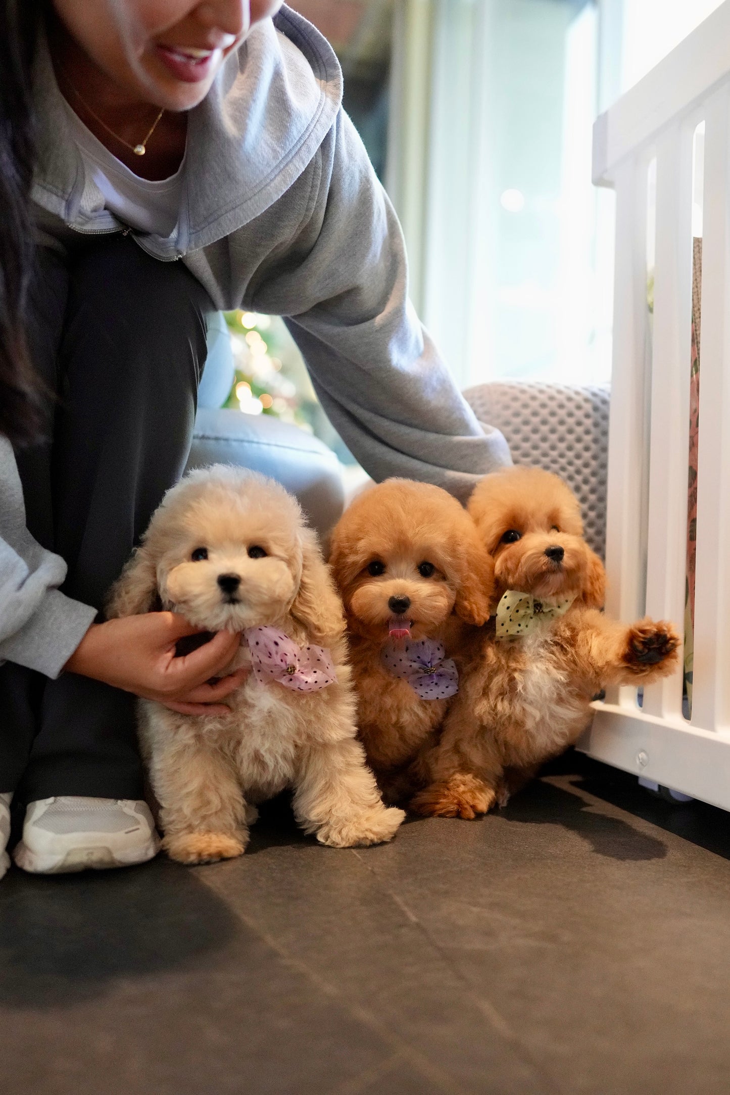 Lucy - Mini Golden Doodle (Brown)