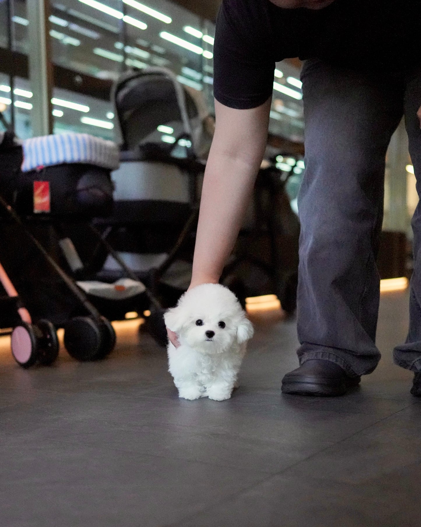 Ronron - Mini Bichon (White)