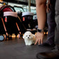 Ronron - Mini Bichon (White)