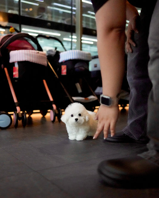 Ronron - Mini Bichon (White)