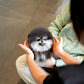 Astro - Pomeranian (Black Tan)
