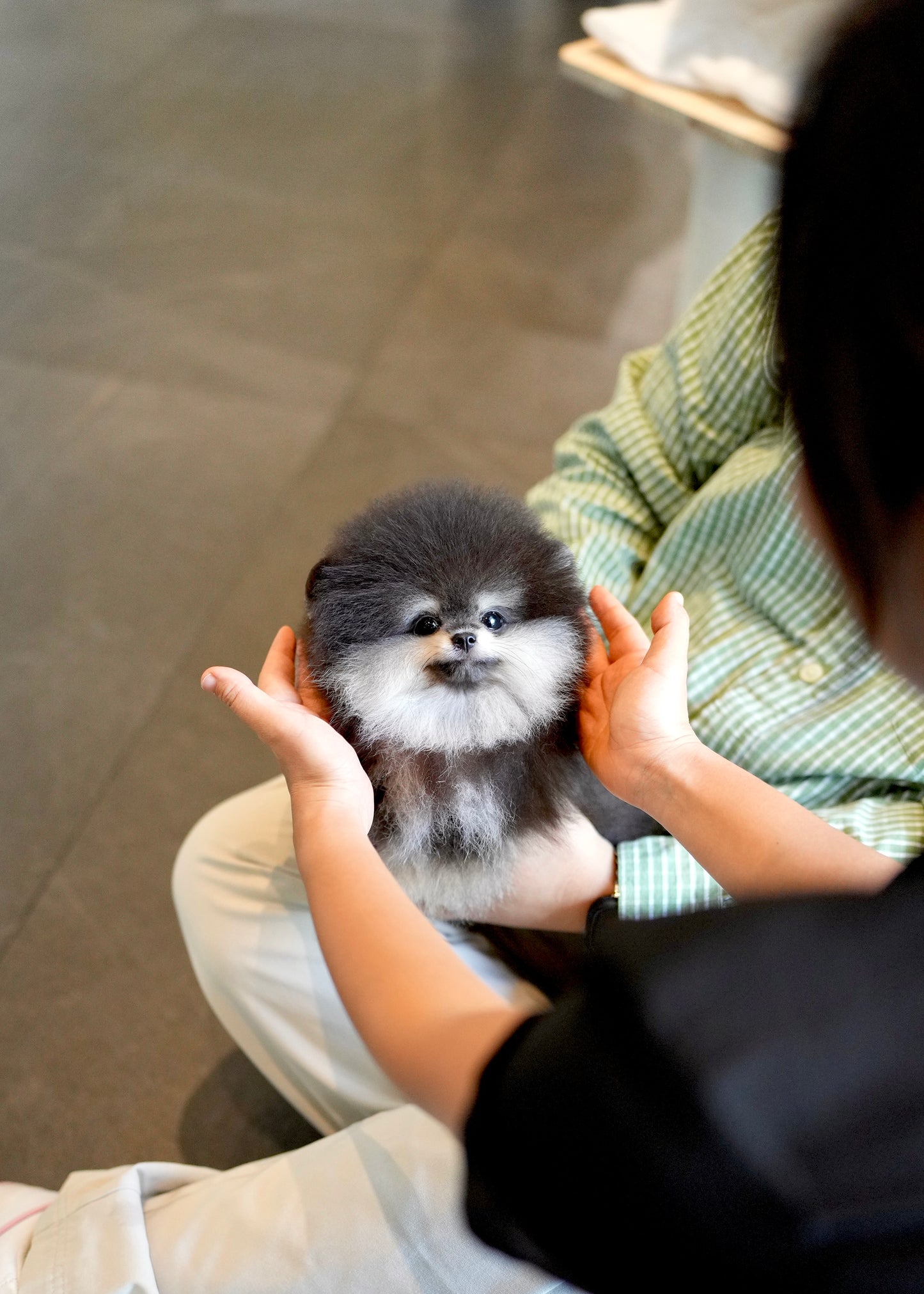 Astro - Pomeranian (Black Tan)