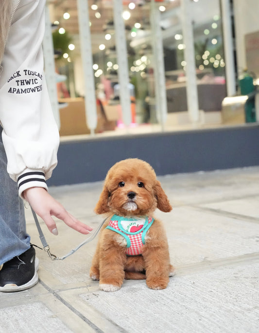 Brownie - Mini Golden Doodle (Brown)