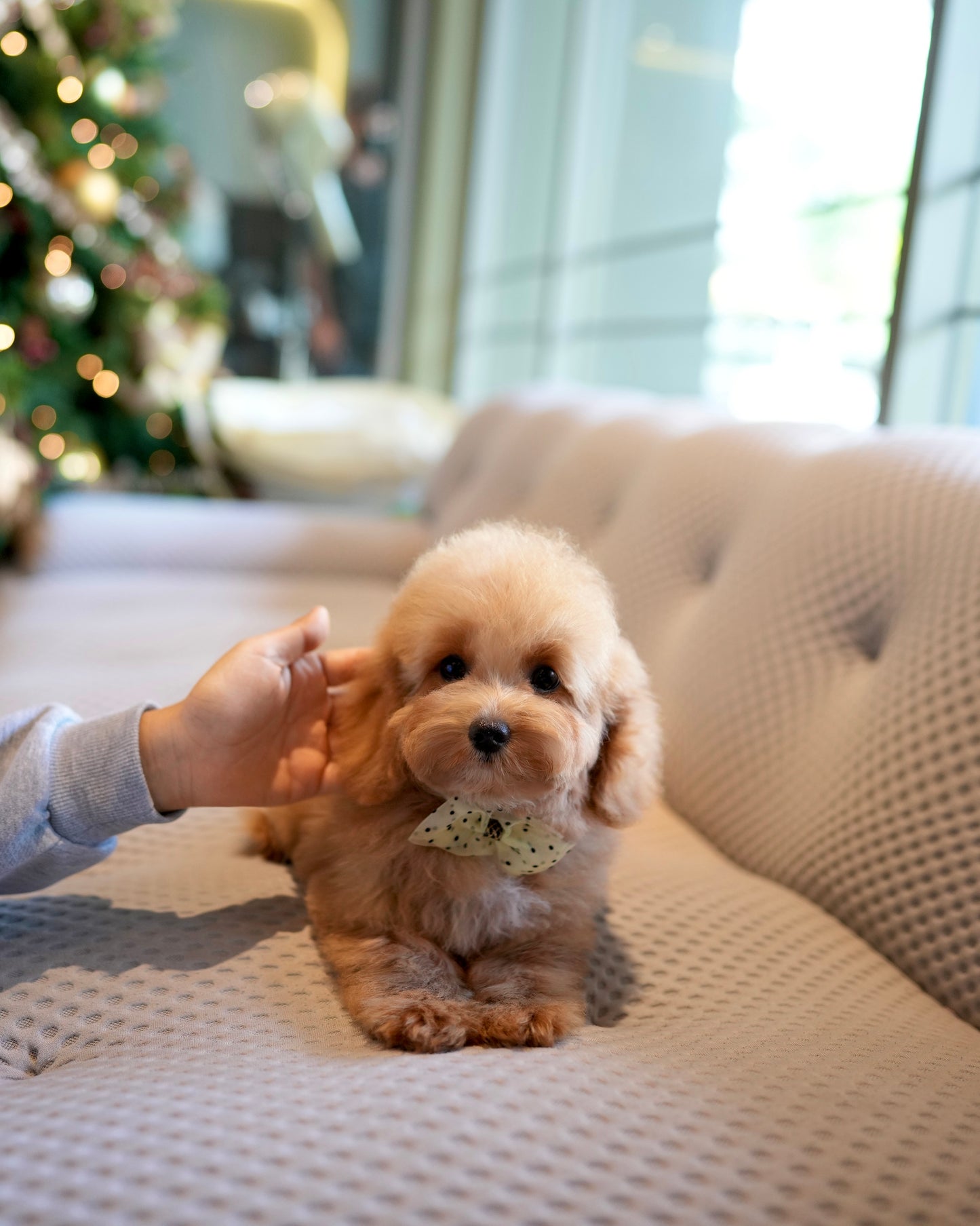 Riley - Mini Golden Doodle (Brown)