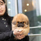 Miggy - Long Coat Pekingese (Sable)