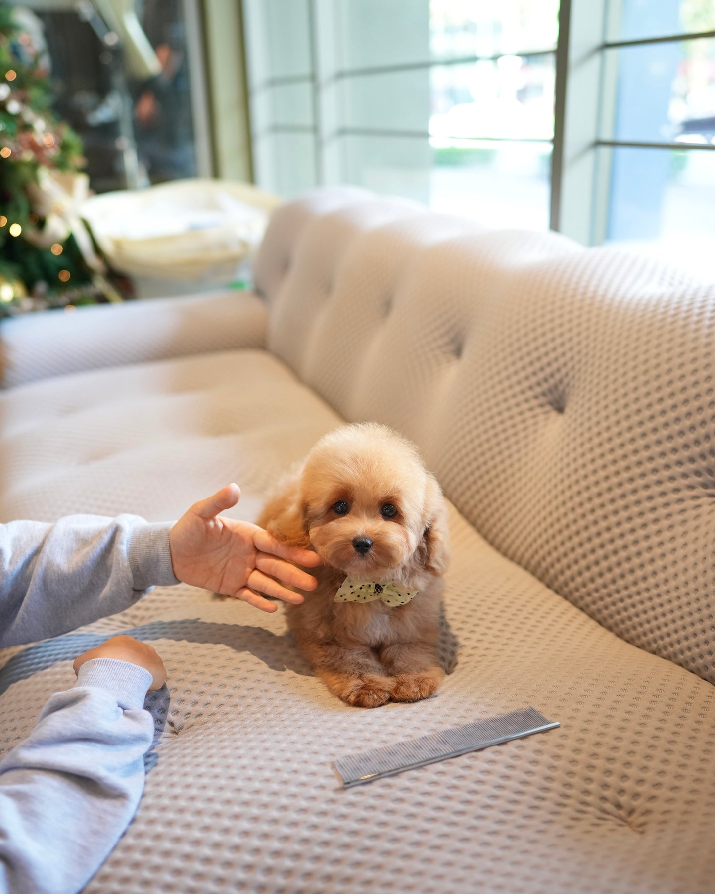 Riley - Mini Golden Doodle (Brown)