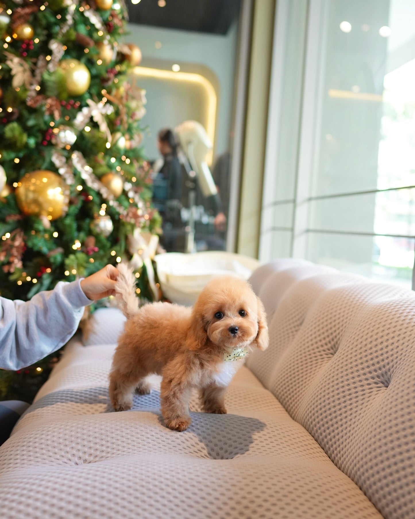 Riley - Mini Golden Doodle (Brown)