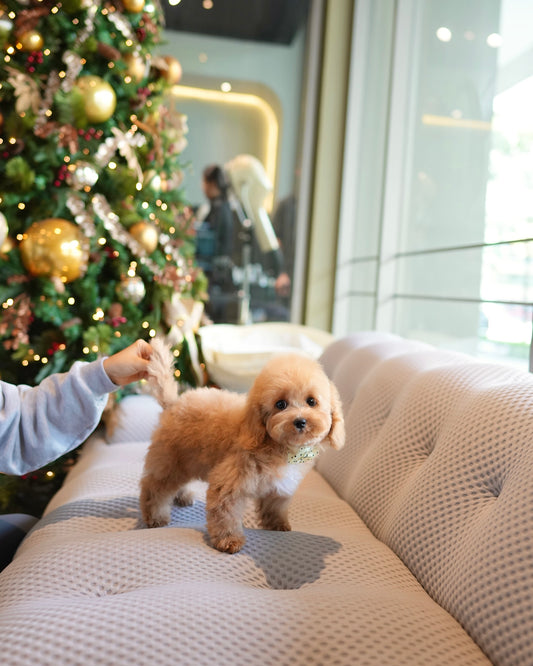 Riley - Mini Golden Doodle (Brown)