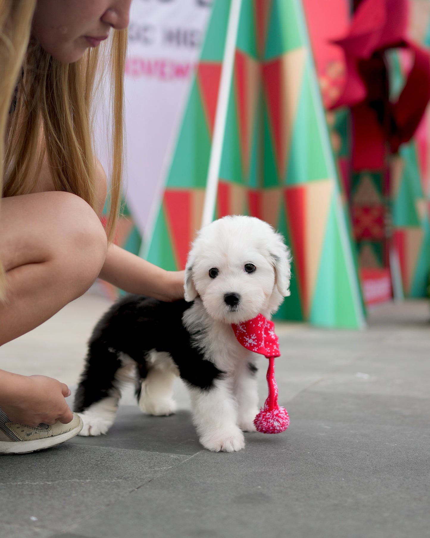 Aris - Old English Sheepdog (Black & White)