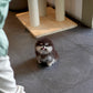 Astro - Pomeranian (Black Tan)