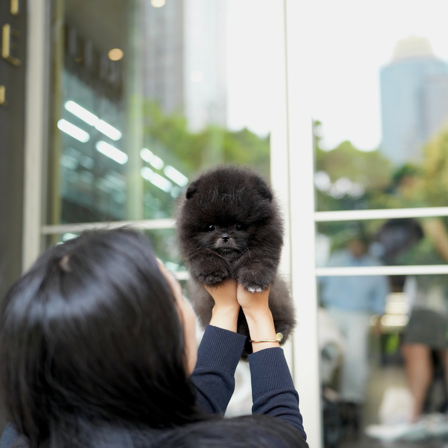 Raine - Pomeranian (Black)