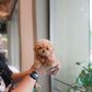 Nico - Maltipoo (Brown & White)