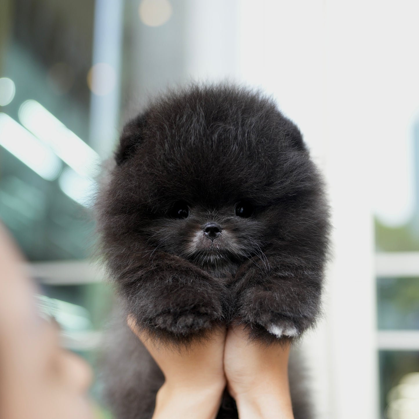 Raine - Pomeranian (Black)