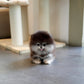 Astro - Pomeranian (Black Tan)