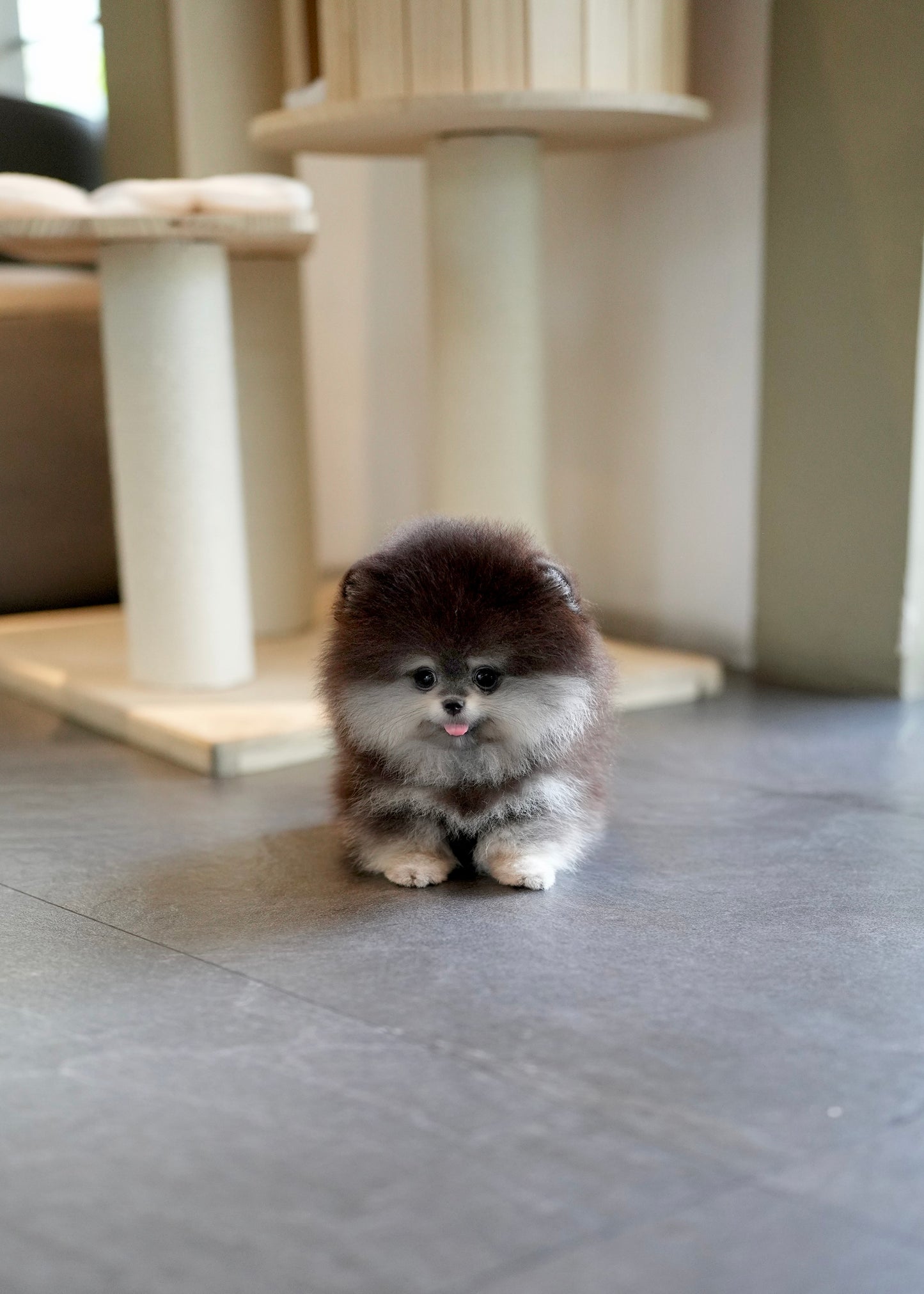 Astro - Pomeranian (Black Tan)