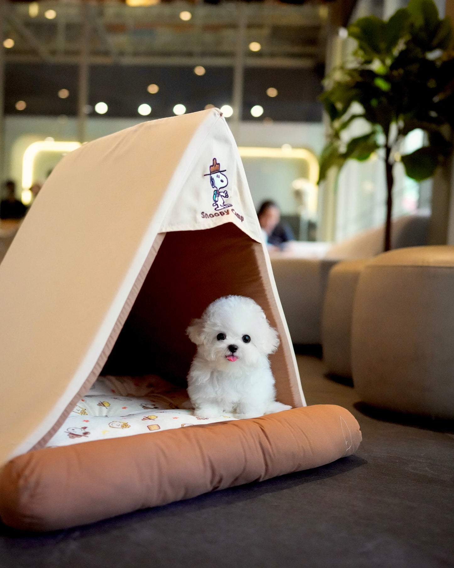 Boba - Mini Bichon (White)