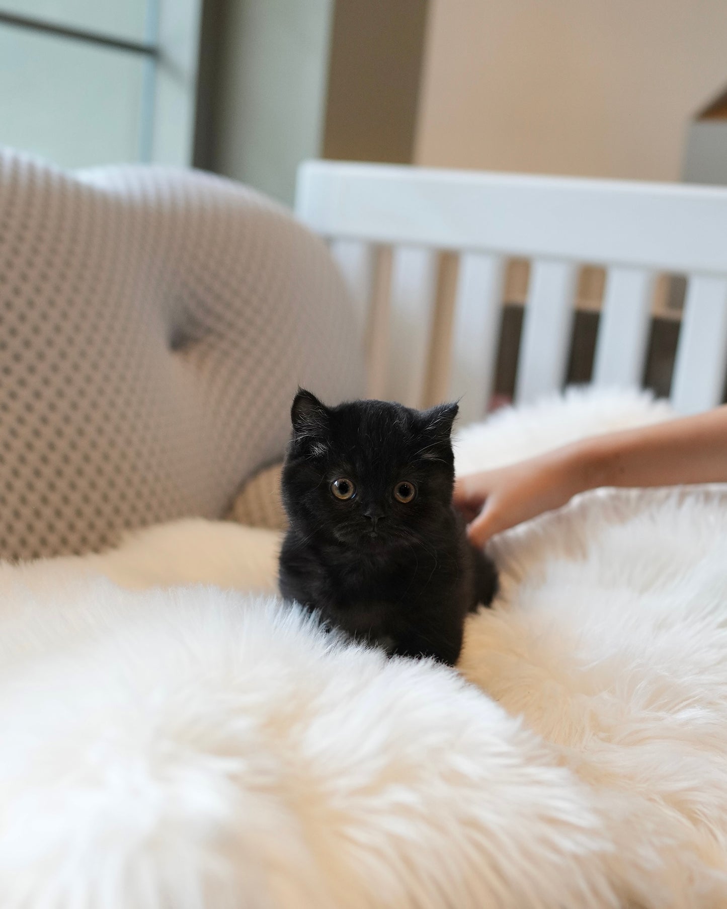 Luna - Munchkin (Black)