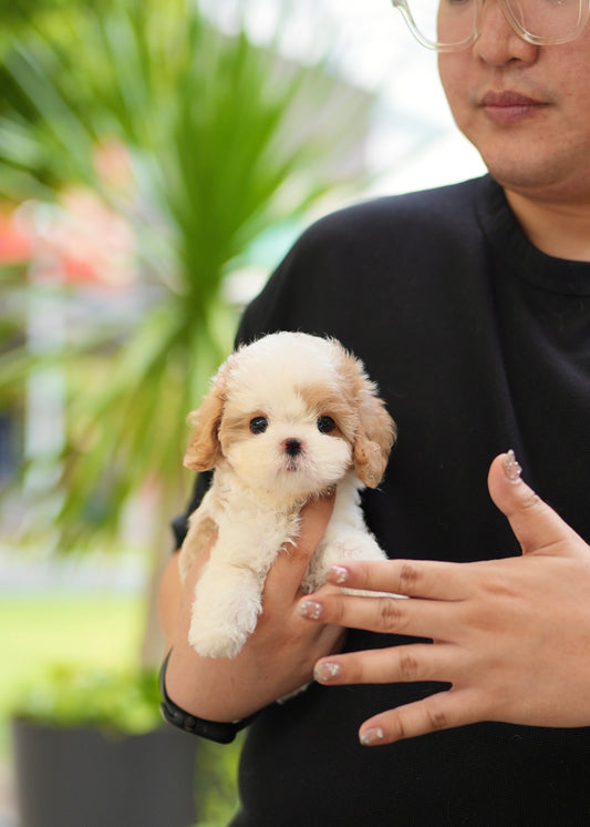 Maddie - Cavapoo (Brown and White)