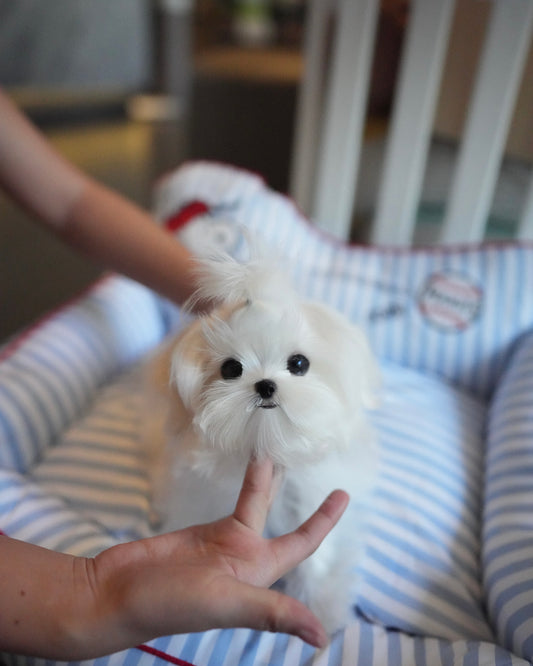 Layem - Micro Maltese (White)