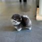 Astro - Pomeranian (Black Tan)